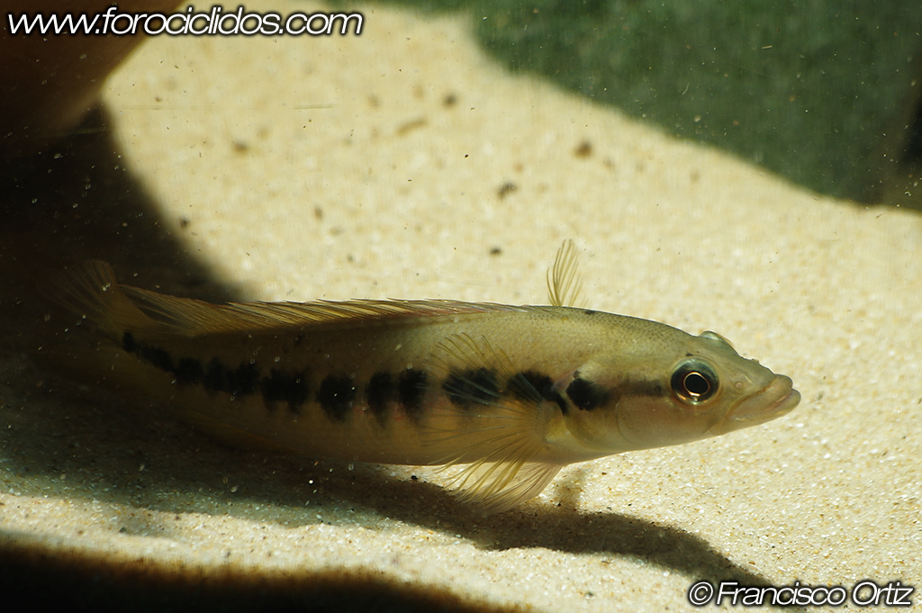 Crenicichla sp. "belly crawler" Belly9