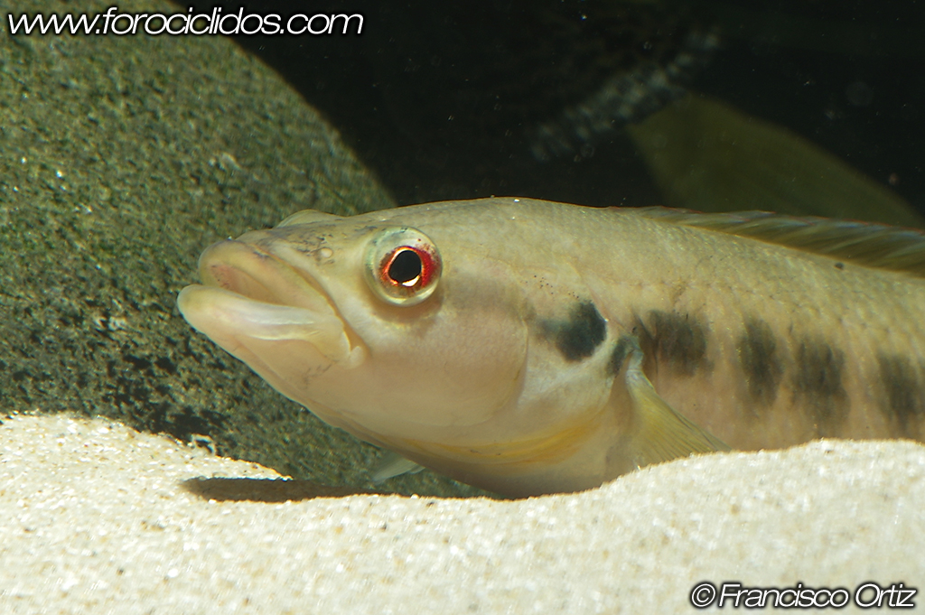 Crenicichla sp. "belly crawler" Craw12