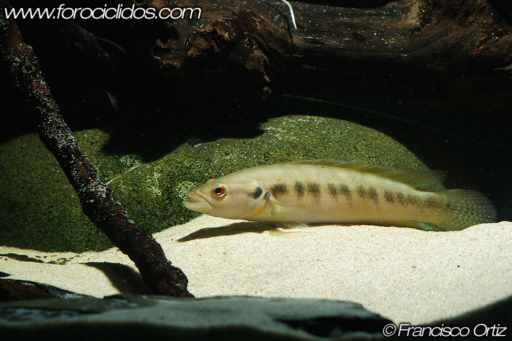 Crenicichla sp. "belly crawler" Craw3