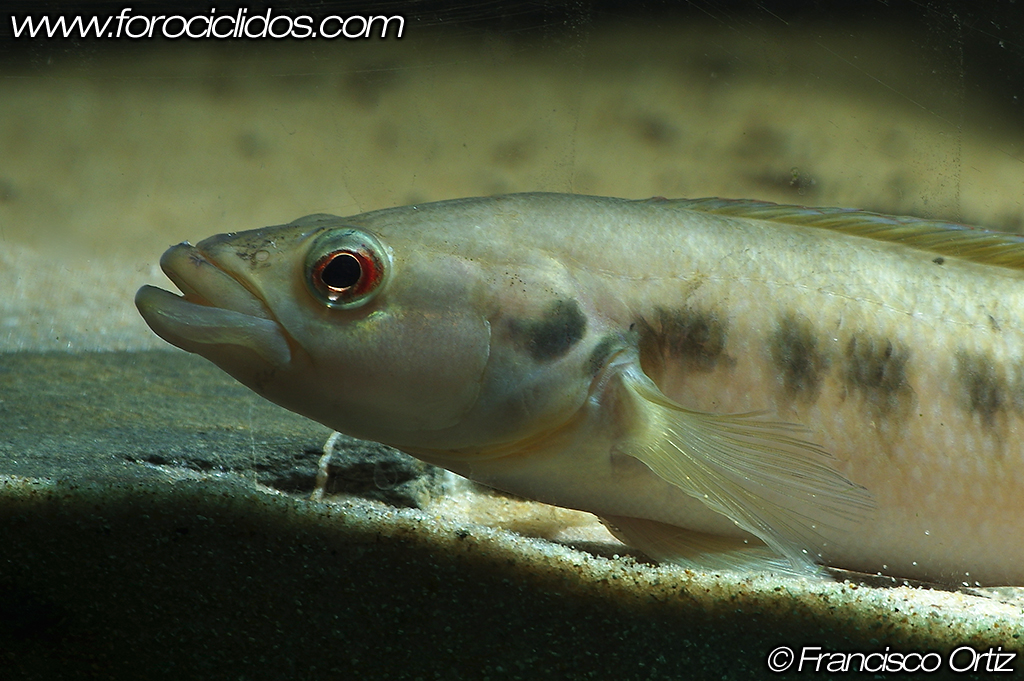 Crenicichla sp. "belly crawler" Craw8