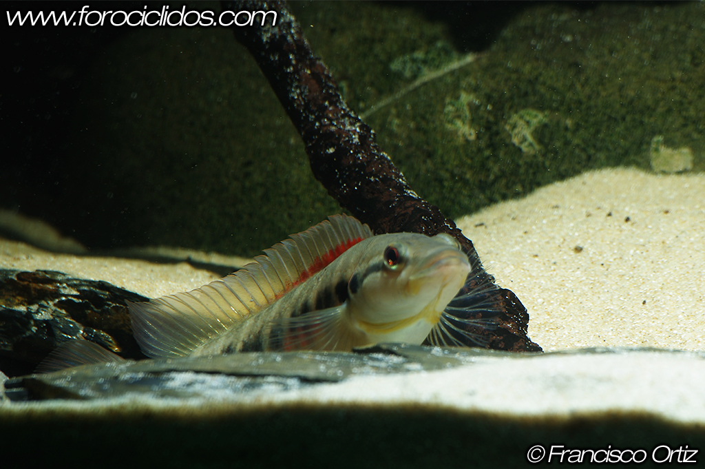 Crenicichla sp. "belly crawler" Craw9