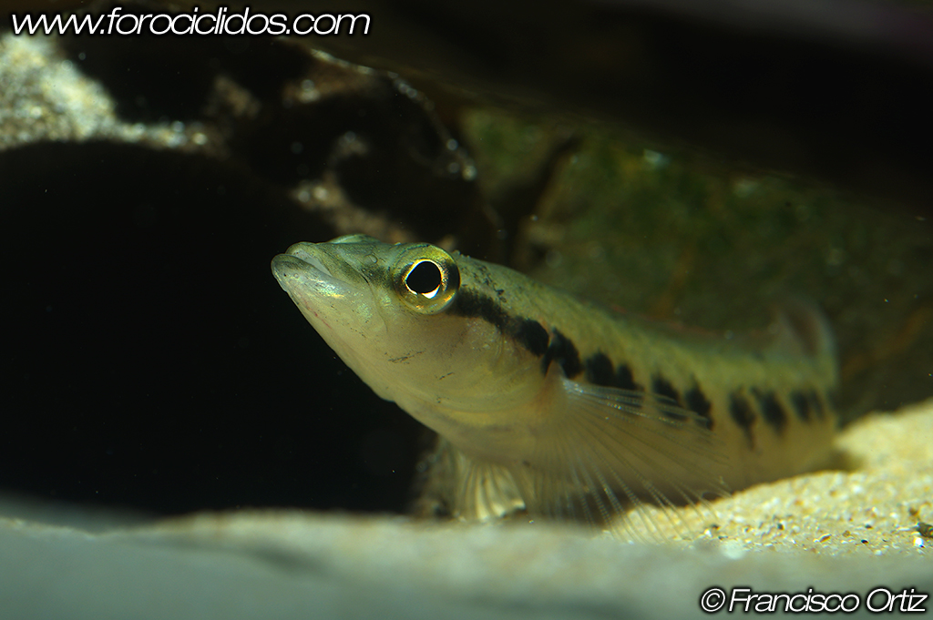 Crenicichla sp. "belly crawler" Crawler_1