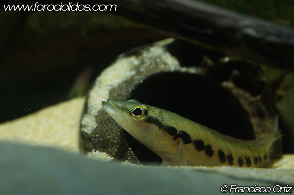 Crenicichla sp. "belly crawler" Crawler_2