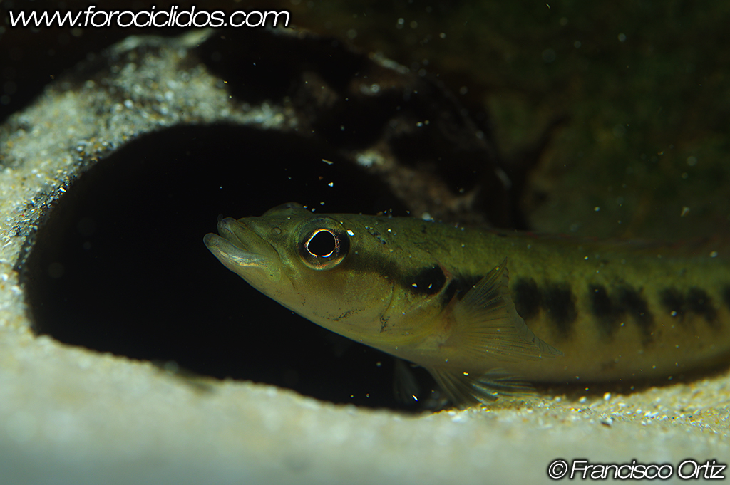 Crenicichla sp. "belly crawler" Crawler_3