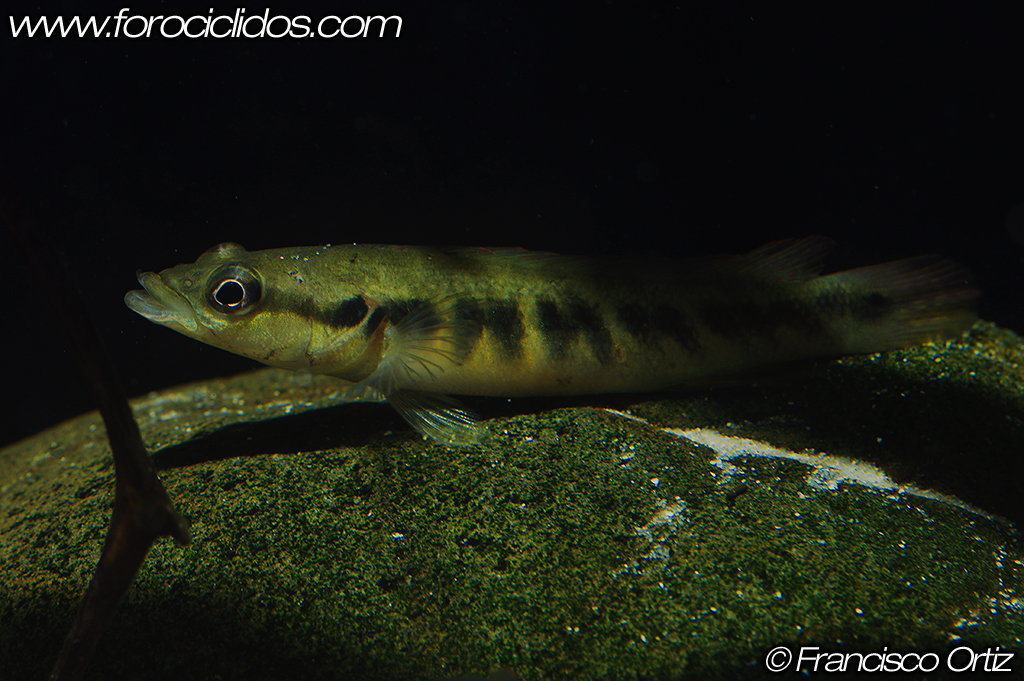 Crenicichla sp. "belly crawler" Crawler_4