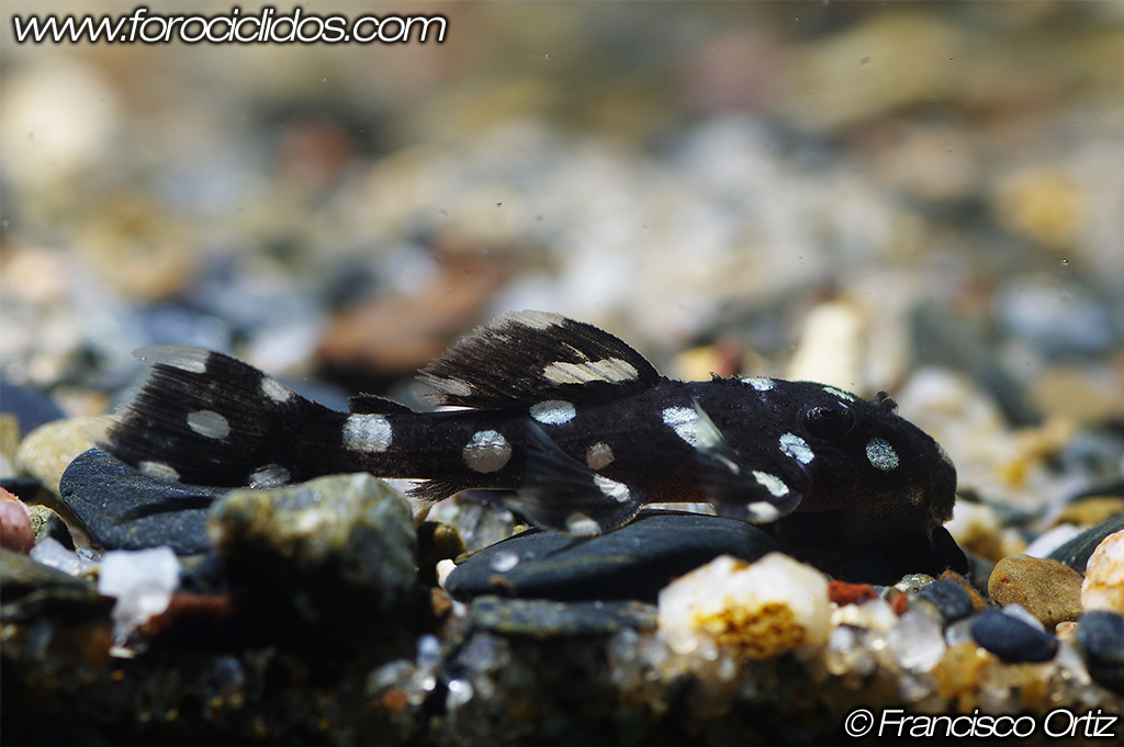 Leporacanthicus cf. galaxias   - Página 4 Galaxias