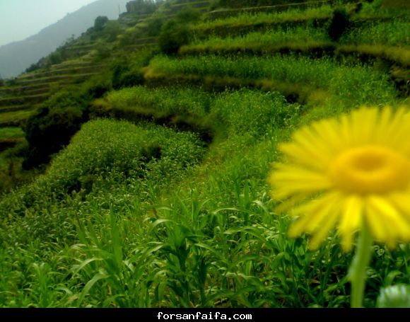 صور من جنوب المملكة العربية السعودية 8