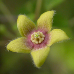 VƯỜN CÂY ĐV II - Page 31 Tylophora_indica_Flower