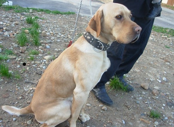 TRES URGENT - ROMEO - labrador 3 ans - Refuge Fos Animalia à Fos s/Mer (13) DSCN2477