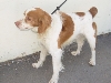 SPIKE - epagneul breton 6 ans -Fos Animalia à Fos sur Mer (13) 4d2ae34f4b3f15b8f6e919b12468f5c9