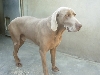 13 - URGENT ! PETRUS - 8 ans - BRAQUE DE WEIMAR - CHASSEUR - Fos sur Mer  F820ba604ec9a1890c8b45883fb5e392