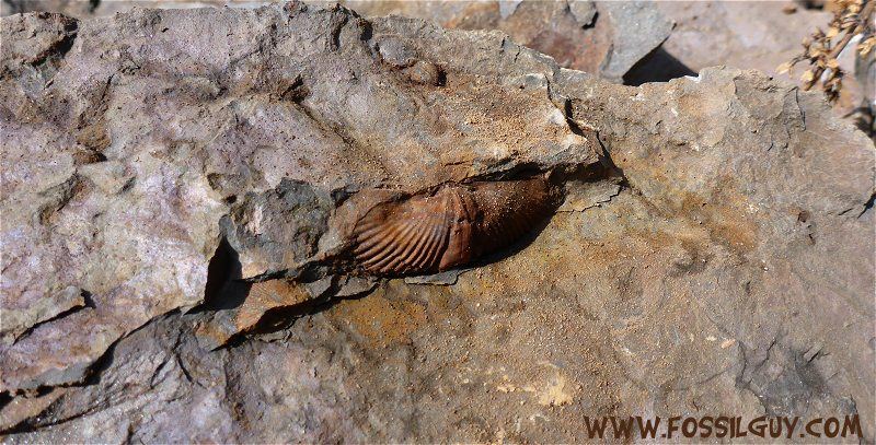 Fosili Brachiopod-mahantango2