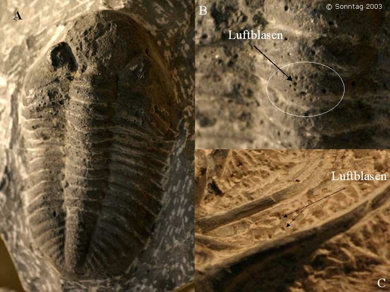 Identificación trilobites Abb1