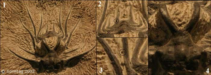 Identificación trilobites Abb11