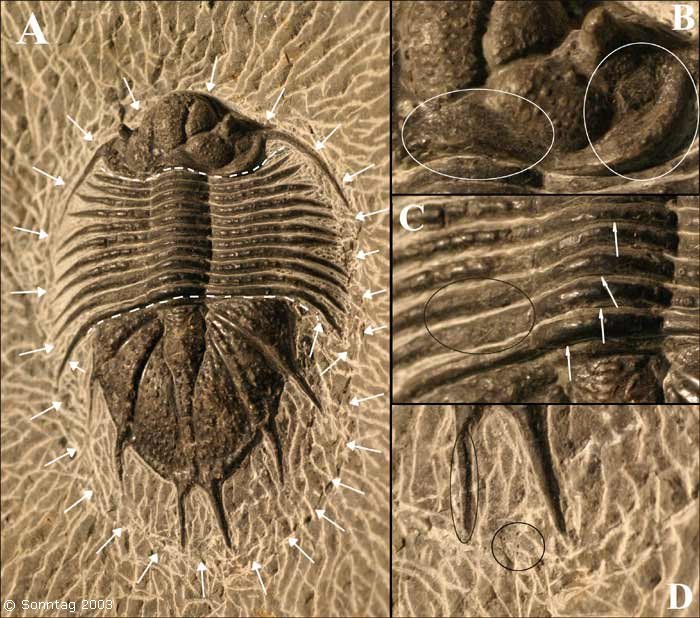 Identificación trilobites Abb12