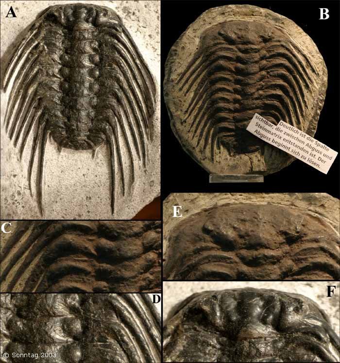 Identificación trilobites Abb13