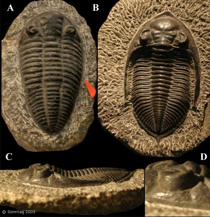 Identificación trilobites Abb9