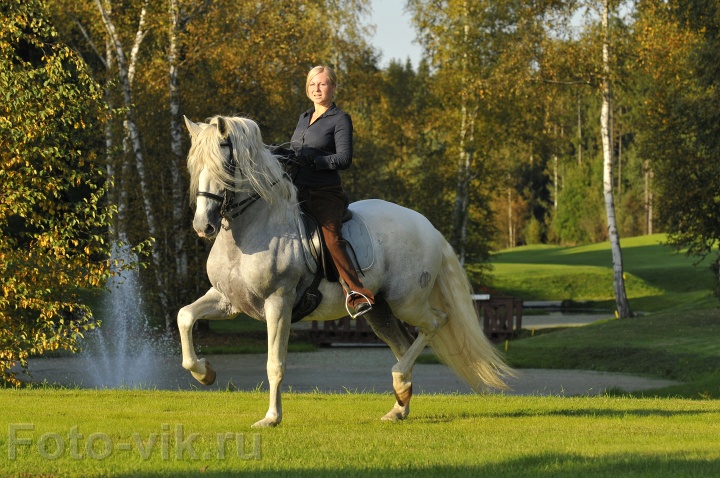 Žaidimas: Įvertink žirgą. Horse_FOTO-VIK8787