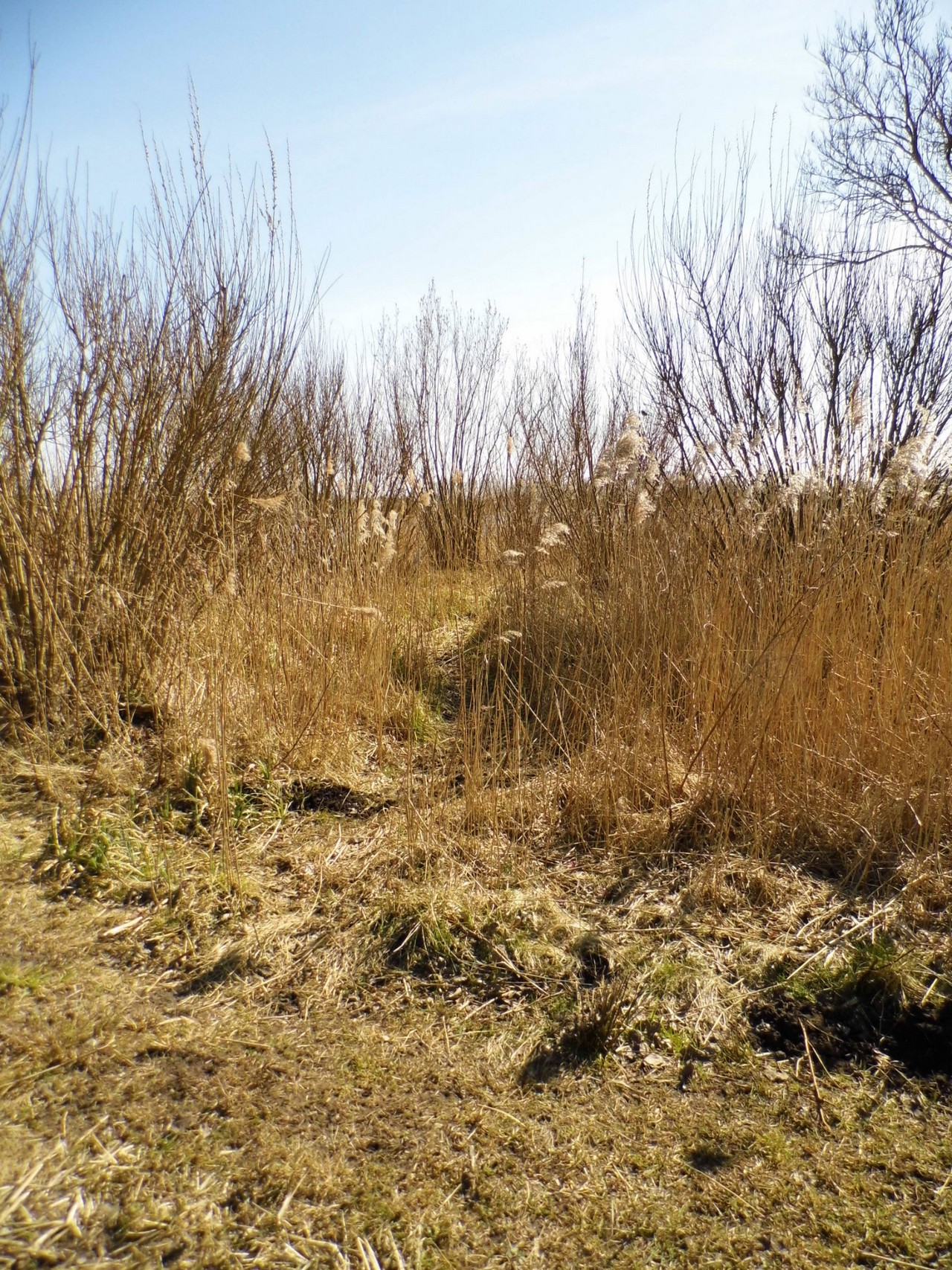 03-04-2013 Haarlem - Foto's Molenplas, Schalkwijk (0085)3