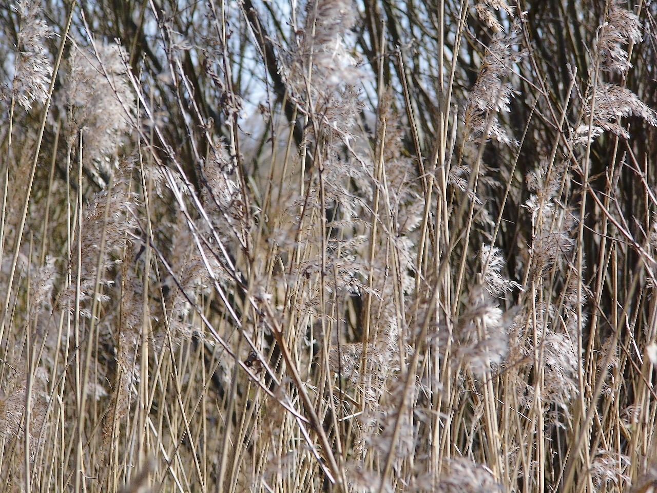 03-04-2013 Haarlem - Foto's Molenplas, Schalkwijk (0085)4