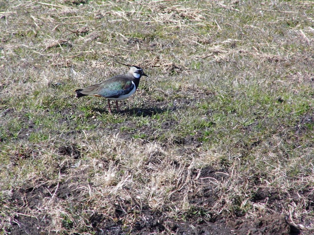 03-04-2013 Haarlem - Foto's Molenplas, Schalkwijk (0085)7