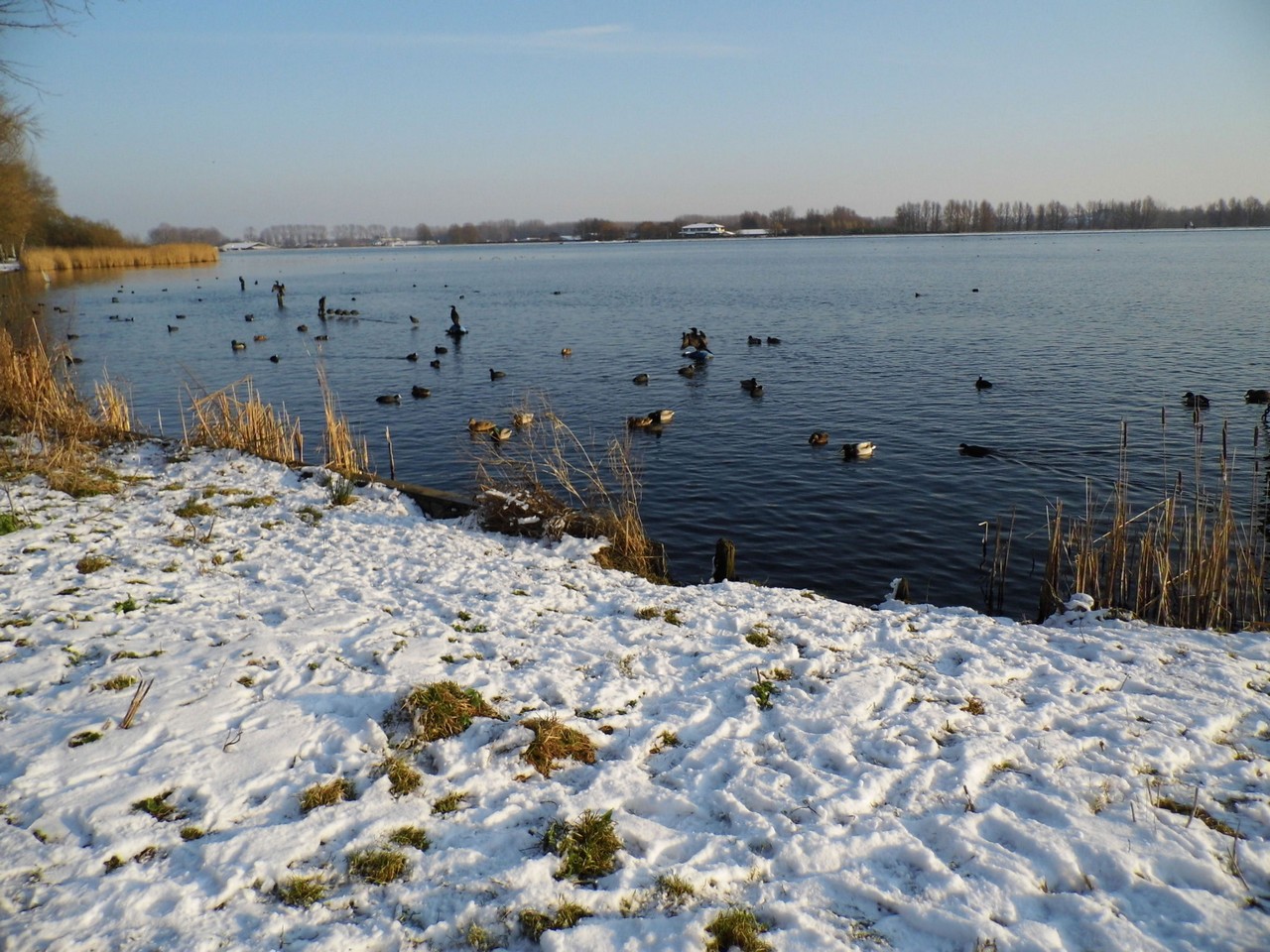 13-01-2013 Haarlem - Foto's Vogels en Molenplaspark 019(11)