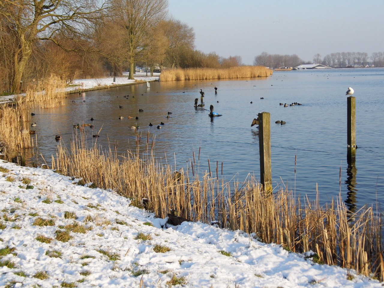 13-01-2013 Haarlem - Foto's Vogels en Molenplaspark 019(13)