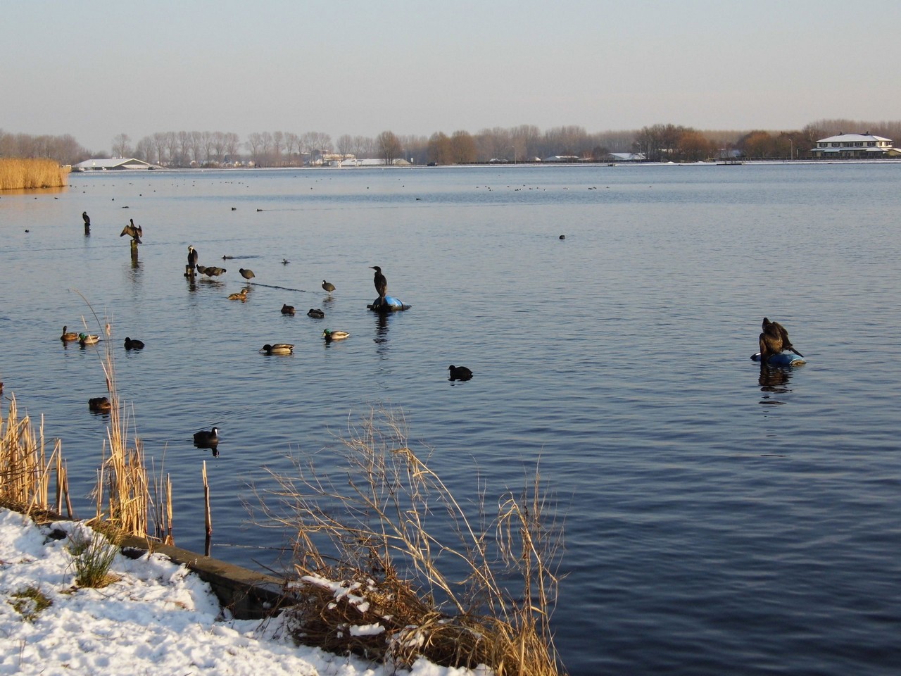 13-01-2013 Haarlem - Foto's Vogels en Molenplaspark 019(14)