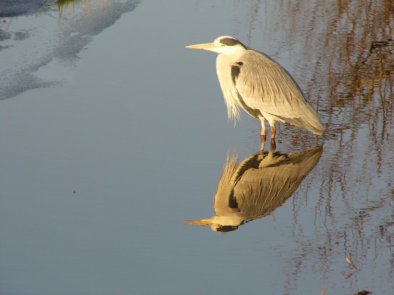 13-01-2013 Haarlem - Foto's Vogels en Molenplaspark 019(16)