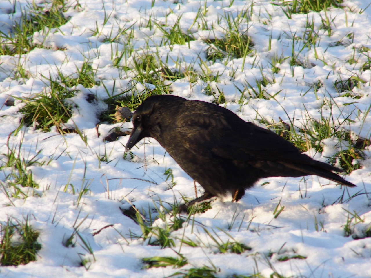 13-01-2013 Haarlem - Foto's Vogels en Molenplaspark 019(17)