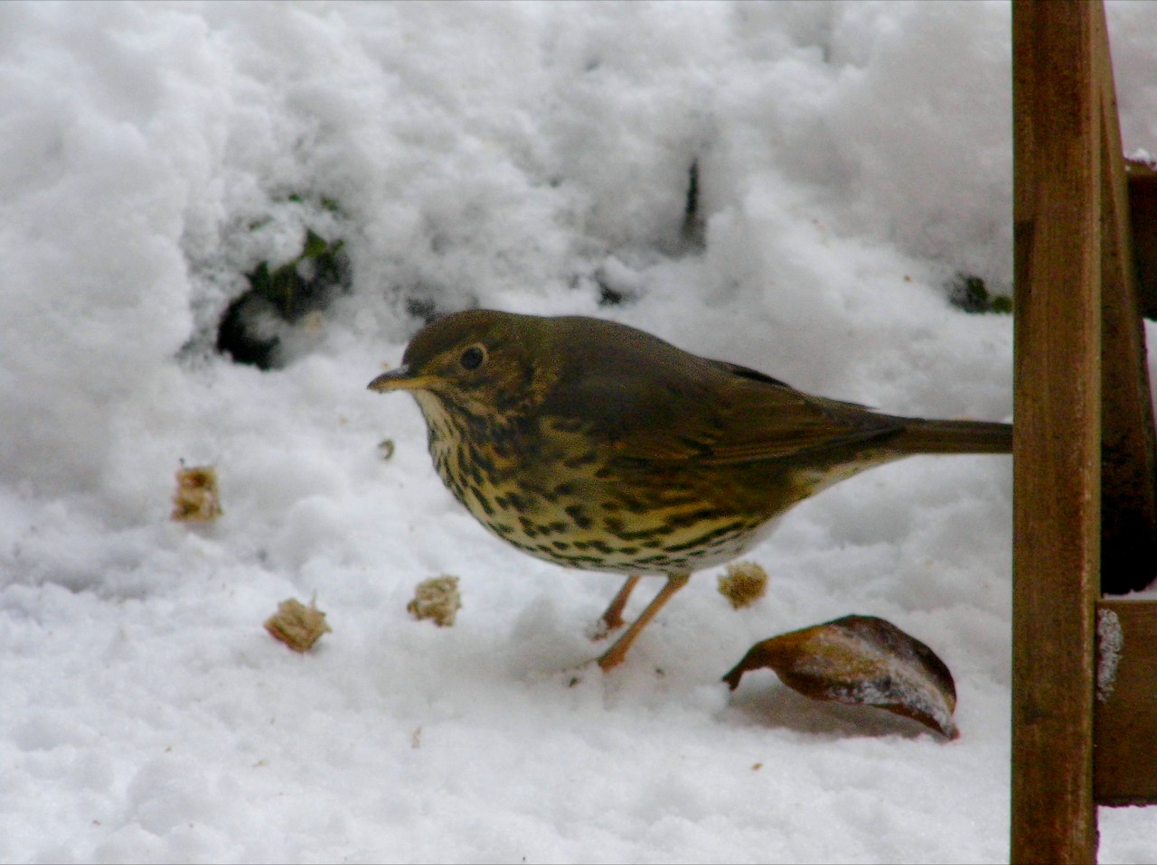 13-01-2013 Haarlem - Foto's Vogels en Molenplaspark 019(22)