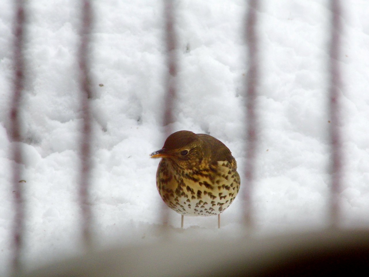 13-01-2013 Haarlem - Foto's Vogels en Molenplaspark 019(23)