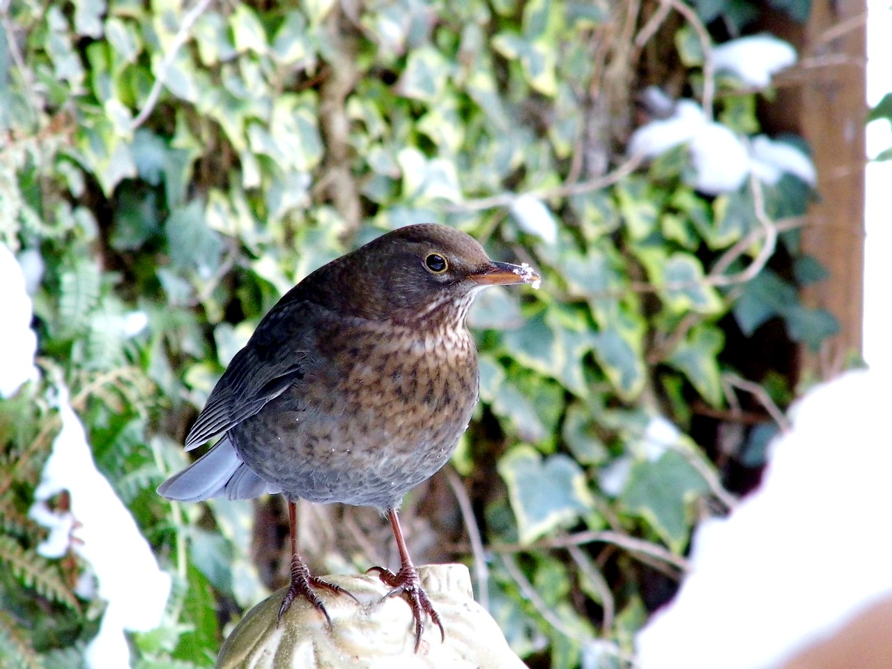 13-01-2013 Haarlem - Foto's Vogels en Molenplaspark 019(24)