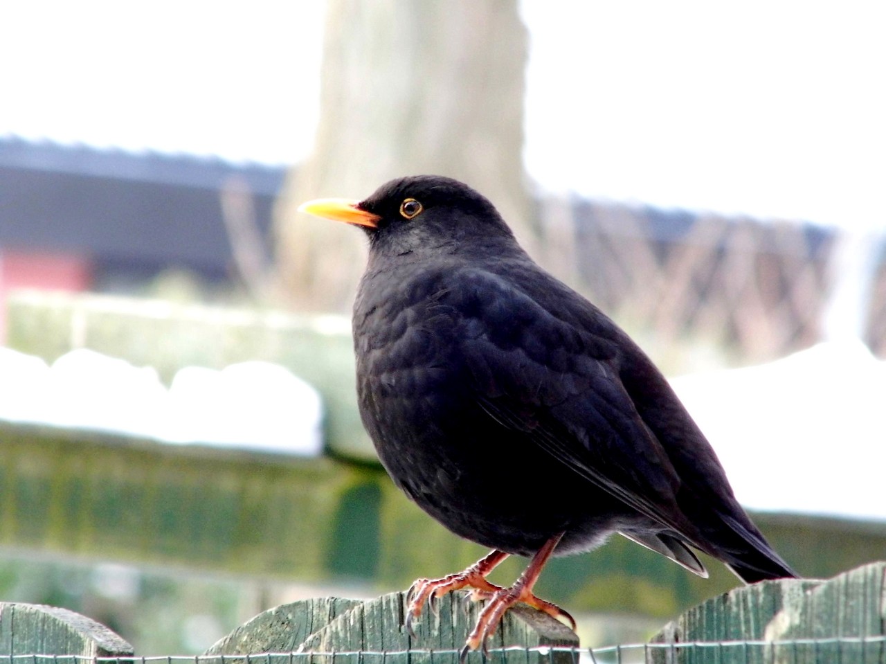 13-01-2013 Haarlem - Foto's Vogels en Molenplaspark 019(25)