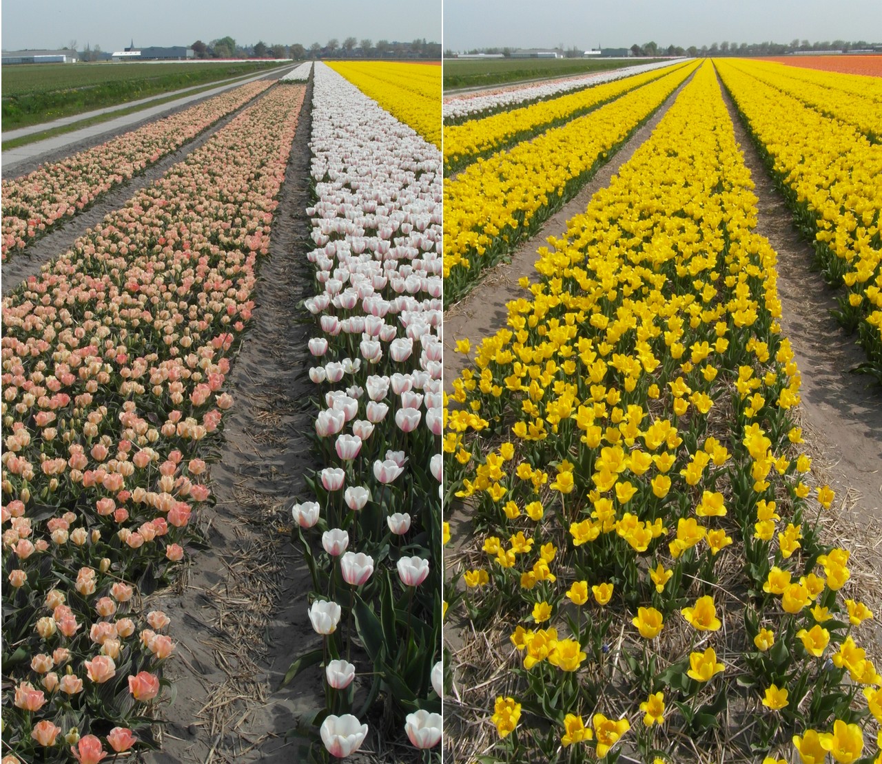 07-05-2013 Naar de Bollen, die prachtige Bollen (...)  006(15)