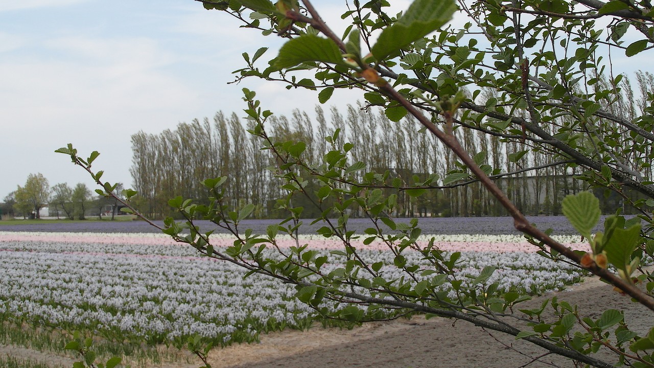 07-05-2013 Naar de Bollen, die prachtige Bollen (...)  006(21)