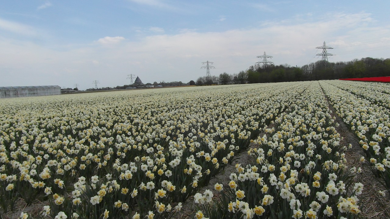 07-05-2013 Naar de Bollen, die prachtige Bollen (...)  006(22)