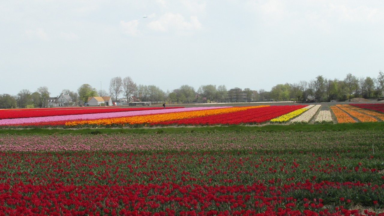 07-05-2013 Naar de Bollen, die prachtige Bollen (...)  006(29)