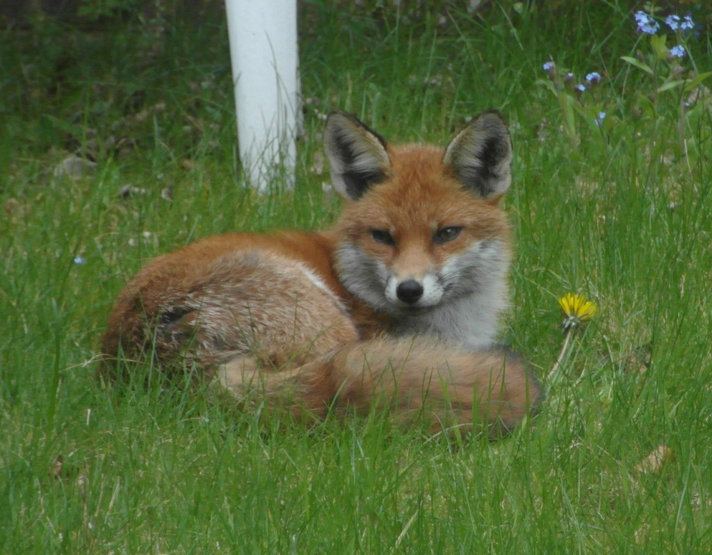 14.25-04-2015 Engeland-Ascot - Fox in de achtertuin %28102%29