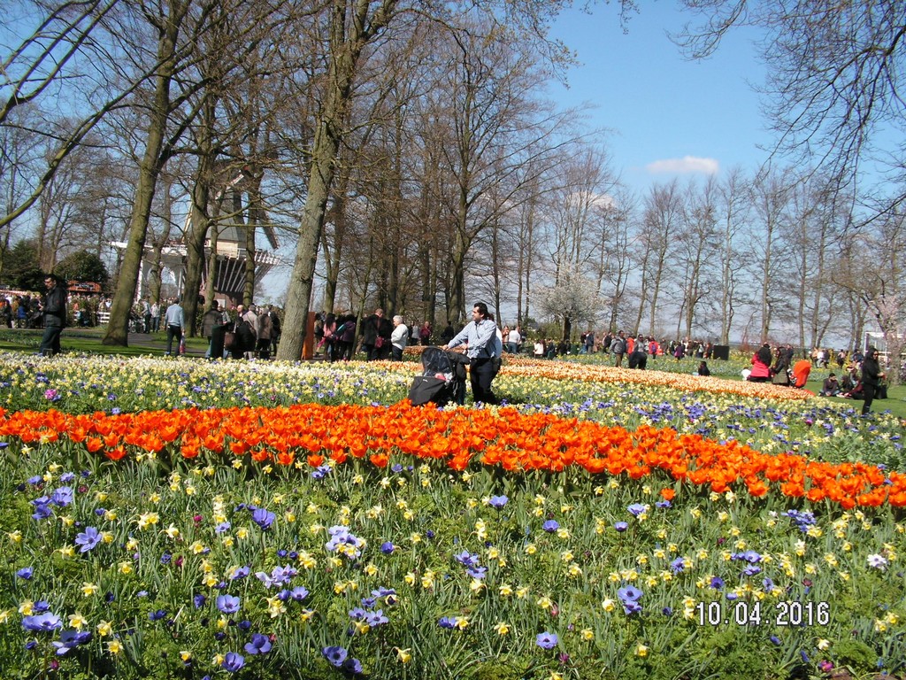 10-04-2016 Lisse - Keukenhof - Bloembollen %28118%29