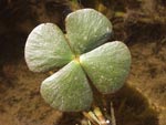 Класната стая European_Waterclover_Marsilea_quadrifolia_photo_picture_image_fotobiota_100_1