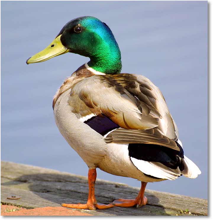 Ente, Ente Gans Ente-duck-6188