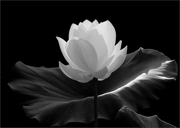 Sinfonia en blanco y negro - Página 12 Flor-loto