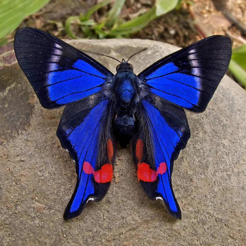 *** LAS MARIPOSAS DEL RINCON DE ENERI *** - Página 3 Mariposa-increible-0000002962_1000