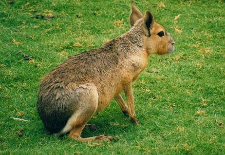 Mamferos en Extincin  (algunos) Mara_Temaiken_2003