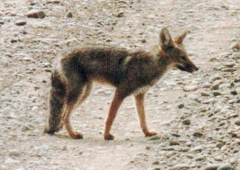 Mamferos en Extincin  (algunos) Zorro_Gris2_PtoMelo_2000