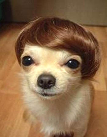 WOW Chihuahua-toupee