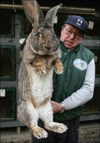 Your favourite World Cup photos Huge-rabbit-01