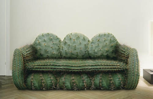 Funny photos!!!! Cactus-couch