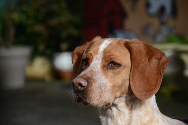 EMONA - x pointer 3 ans - Refuge de Bayonne (64) 2041-3-adopter-un-chien-emona